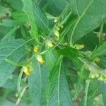 Carpesium abrotanoides Flor