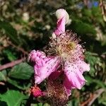 Rubus ulmifoliusЦветок