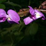 Dioclea violacea Blomma