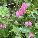 Dicentra spectabilis Hoja