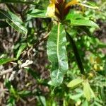 Barleria lupulina Leaf