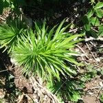 Lilium pyrenaicumLeaf