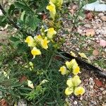 Linaria vulgaris花