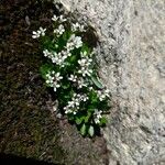 Cardamine bellidifolia 整株植物