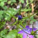 Campanula patula Frucht