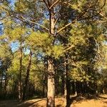 Pinus resinosa Хабит