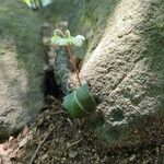 Chimaphila maculataFlower