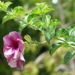 Allamanda blanchetii Other