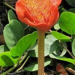 Haemanthus coccineus Květ