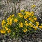 Lithospermum canescens Цвят