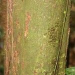 Cathedra acuminata 樹皮
