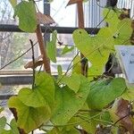 Aristolochia littoralis Blatt