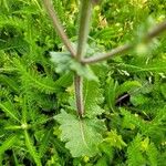Salvia verbenaca Leaf