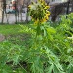 Corydalis nobilis Blüte