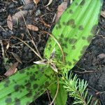 Scoliopus bigelovii 花