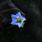 Gentiana meiantha موطن