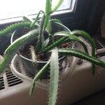 Echinocereus pentalophus Leaf