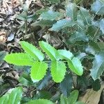 Berberis japonica Leaf