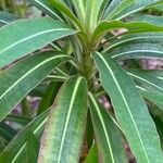 Euphorbia mellifera Lapas