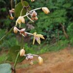 Vanilla africana ফুল