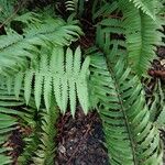 Polystichum munitum Foglia