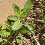 Stachys floridana Blad