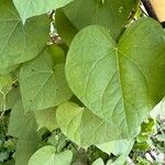 Ipomoea tricolor Leaf