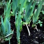Iris germanica Blatt