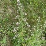 Symphyotrichum lateriflorum পাতা