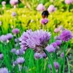 Allium schoenoprasum Flower