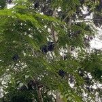 Albizia procera List