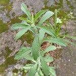 Erigeron sumatrensisFeuille