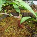 Nepenthes reinwardtiana Leaf