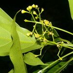 Ocotea meziana Hoja