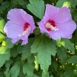 Hibiscus syriacusKukka