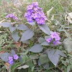 Eranthemum purpurascens Habit