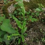 Turritis brassica Leaf