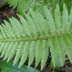 Polystichum ammifolium Frunză