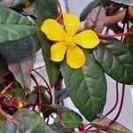 Hibbertia dentata Flower