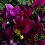 Cyclamen persicum Цветок