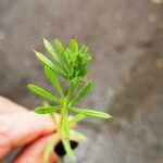 Galium tricornutumFolha