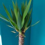 Yucca gigantea Blatt