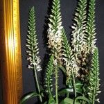 Coutoubea spicata 果実