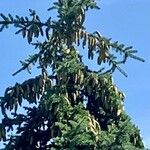 Picea abies Frucht
