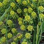 Alyssum alyssoides Flower