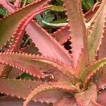 Aloe cameronii Лист