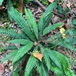 Blechnum spicant Hostoa