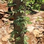 Vachellia drepanolobium Escorça