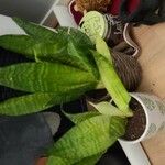 Sansevieria stuckyi Hoja
