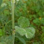 Trifolium incarnatum Feuille